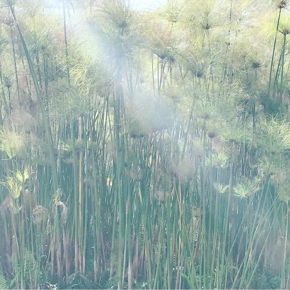 Meet your Posher, Mimi - Picture 1 of 1